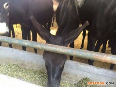 肉驴 乌头驴 肉驴价格趋势  山东佳宇养殖