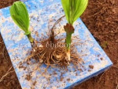 徐州白芨种子-有没有白芨种子卖-叶氏药材合作社(推荐商家)