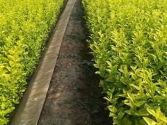 金叶女贞供应-性价比高的金叶女贞就在金特花卉苗木