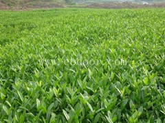 黄精种子多少钱一斤-黄精种子-叶氏药材合作社大产量(查看)