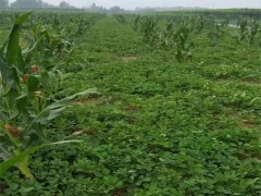 江西草莓苗_桃熏草莓苗_四季草莓苗_脱毒草莓苗_红颜草莓苗 奶油草莓苗 白草莓