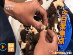 鸿福羊肚菌种植(图)-栽培羊肚菌哪家好-商丘坞墙镇栽培羊肚菌