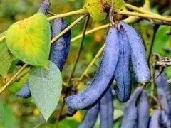 猫屎瓜价值及猫屎瓜叶斑病防治