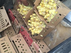 西彦孵化厂质量好(图)-供应火鸭苗批发-呼和浩特火鸭苗批发