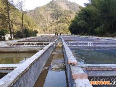 石斑鱼苗批发多少钱-石斑鱼苗批发-鼎鸿优质鱼苗养殖基地