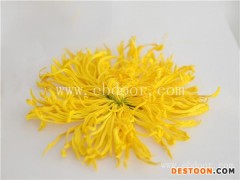 金丝皇菊烘干-河南国信机械(在线咨询)-皇菊烘干