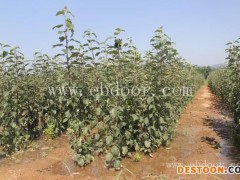 苹果新品种树苗那里有-现代果业脱毒苗木-苹果新品种