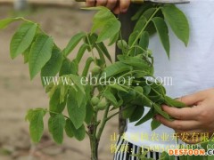 核桃苗-核桃苗批发-冠核农业(优质商家)