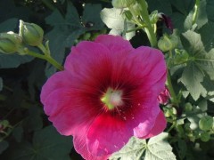 【龙飞种业】花卉种子*花草种子*蜀葵种子*花卉种子批多色蜀葵种子*蜀葵种子批发*工程绿化种子*蜀葵种子价格*蜀葵种子报价