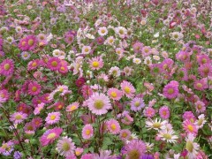 批发翠菊种子 花卉种子 野花组合种子 草花种子