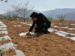 威宁自治县玉龙镇：种好软籽石榴 助农增收致富