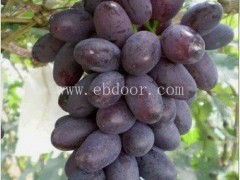 葡萄代收厂家生产基地“本信息长期有效”