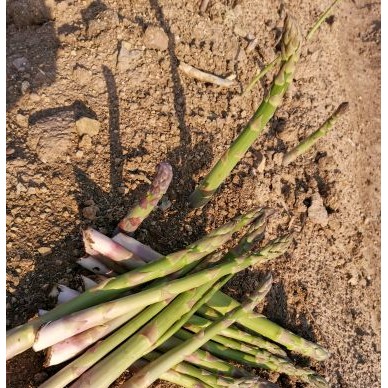 [供]给家乡的绿芦笋找个好销路