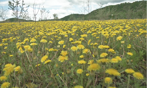 林口县　沙棘套种蒲公英 开启致富新路子