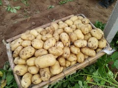 雪原农业科技种子好-邢台土豆的种子多少钱
