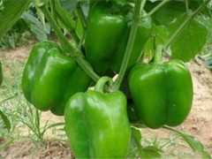 青椒种植栽培技术及留意事项