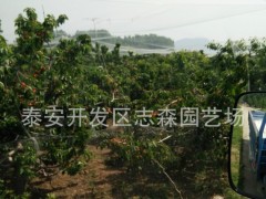 基地樱桃苗 樱桃成苗  红灯樱桃苗