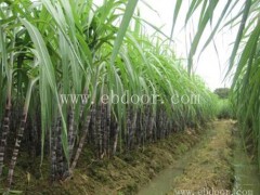 雪原农业科技种业(图)-高产甘蔗种苗价格-枣庄高产甘蔗种苗