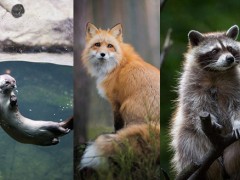 池州貂、狐、貉被列入《国度畜禽遗传资源目录》，现地下征求意见的告诉