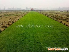 护坡草种出售-护坡草种-二月蓝草种批发市场(查看)