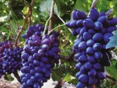 紫玉葡萄种植栽培及管理技术要点
