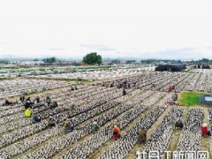 木耳歉收 战疫销售两不误