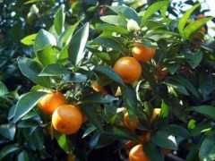 沙糖橘种植管理及病虫害防治