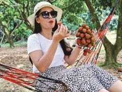 荔枝红了 游客来了