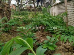 中药黄精是什么-杭州黄精-推荐叶氏药材合作社(查看)