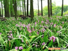 白芨的品种-白芨-叶氏种植诚信经营(查看)