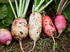 萝卜种植适合条件及​萝卜种植防止空心的办法