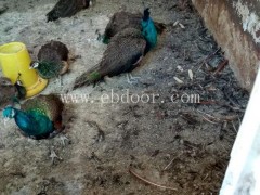 孔雀苗批发-德宏孔雀苗-妙林孔雀苗批发市场(查看)