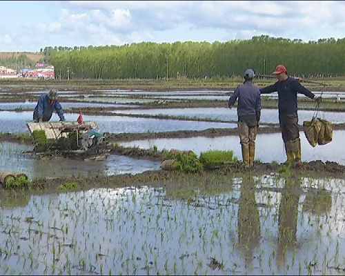 林口县增强田间管理 确保水稻高产质优