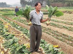 大头菜 赚大钱 陂角村“招牌菜”吸引八方客