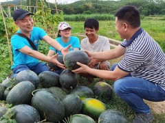 西瓜甜入口 扶贫暖内心