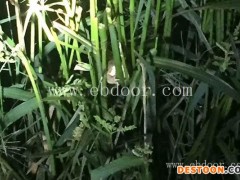 青蛙养殖收益-青蛙养殖-半亩田生态农业公司