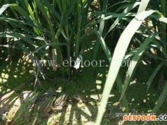 半亩田有限责任公司(图)-青蛙养殖技术培训-贵州青蛙养殖