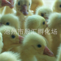 安庆大白鹅苗养殖