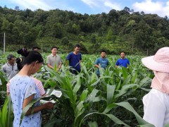 勐往乡举行草地贪夜蛾防控及农药包装废弃物回收处置宣传培训会