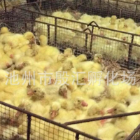 安庆大白鹅苗养殖