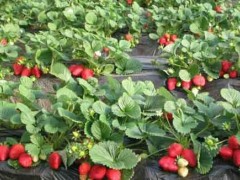 草莓生长特点、种植、采收及病虫害防治