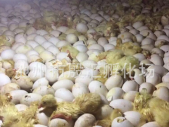 铜陵农家散养鹅苗