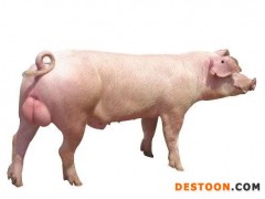 大白种猪_潍坊可靠的宝玄—供应商 大白种猪