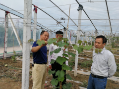 晋中市园艺站到吴城冬枣采摘园中止技术指点