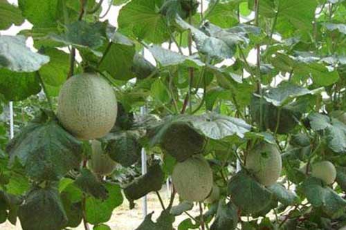 大棚哈密瓜种植管理及病虫害防治
