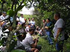 帕沙村委会展开古茶园维护与管理现场培训会