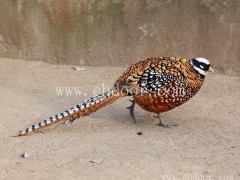 池州附近野鸡鸡苗出售最新价格-珍宝特种养殖厂