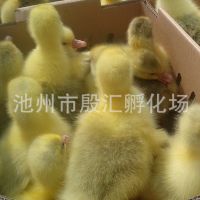 安庆鹅苗养殖