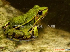 金兴养殖场品质保障(图)-黑斑蛙种苗-黑斑蛙