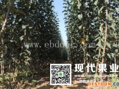现代果业脱毒苹果苗(图)-2019年的苹果新品种-苹果新品种